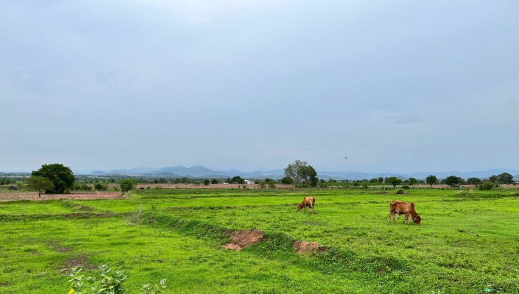 Nhà tôi cần bán hơn 2000m2 giá 900 triệu gần Biển Bình Thuận, cách đường nhựa chỉ 1km. SHR